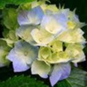 Meet your Posher, Tirina